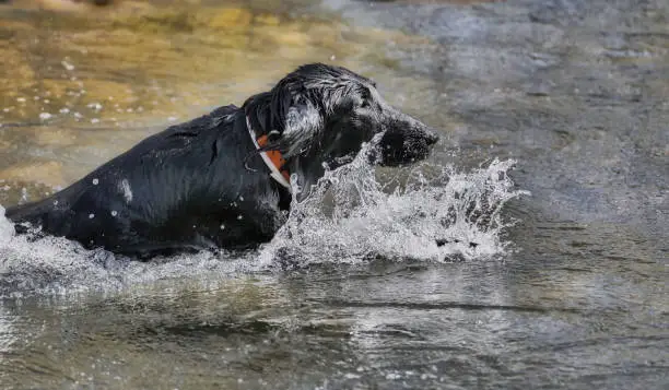 Black dog swimming in the river water.
