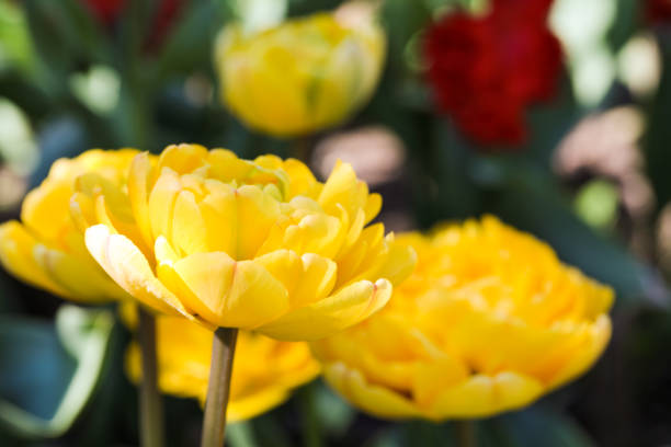 istock Beautiful bouquet of tulips nature background. - Image 1145203340