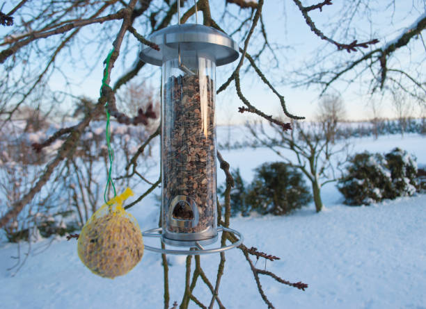 istock Birdfeeder in winter scene 1145204299
