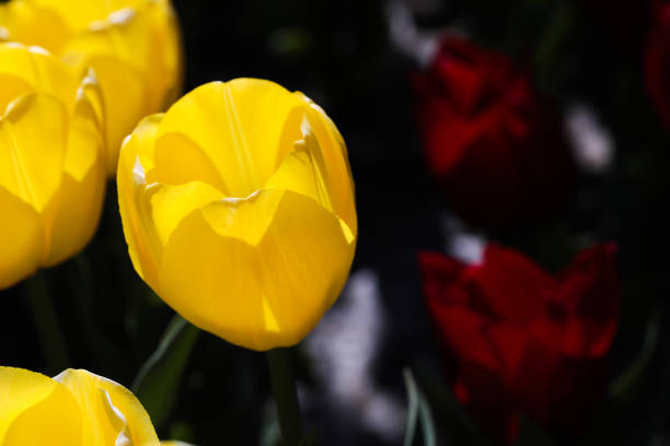 Beautiful bouquet of tulips nature background. - Image