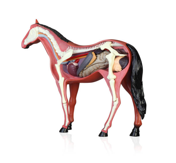 istock Anatomy of a horse 1145205879