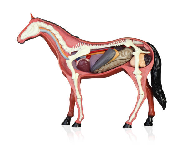 anatomie eines pferdes - horse animal skeleton anatomy animal stock-fotos und bilder