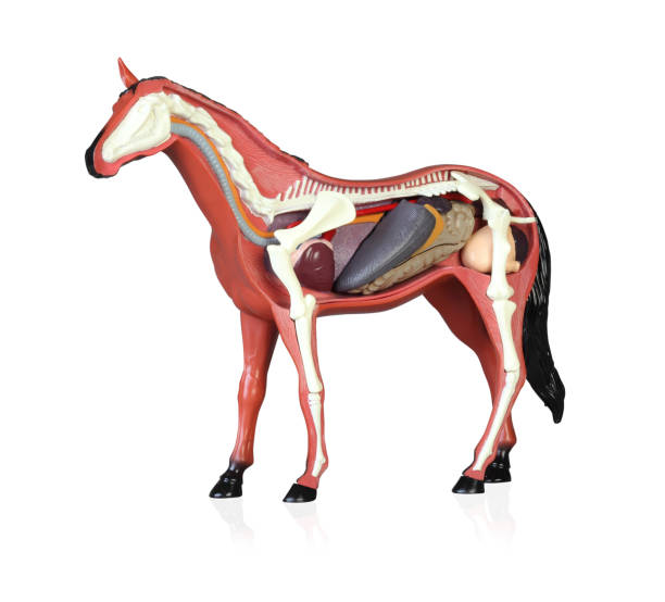 istock Anatomy of a horse 1145205902