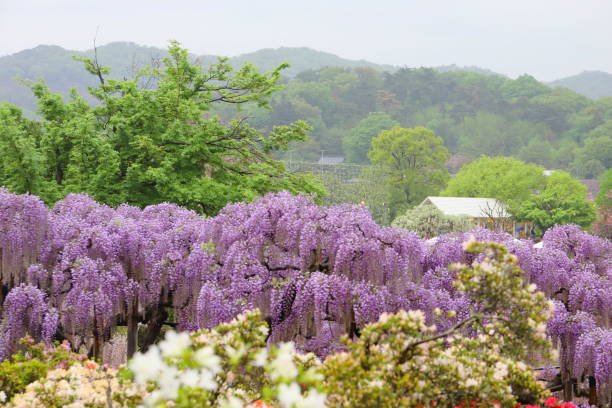 istock japanese wisteria flowers in full bloom 1145206449