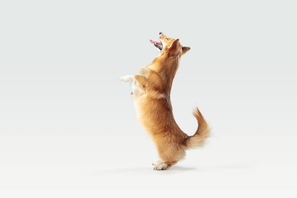 istock Studio shot of welsh corgi pembroke playing 1145206719