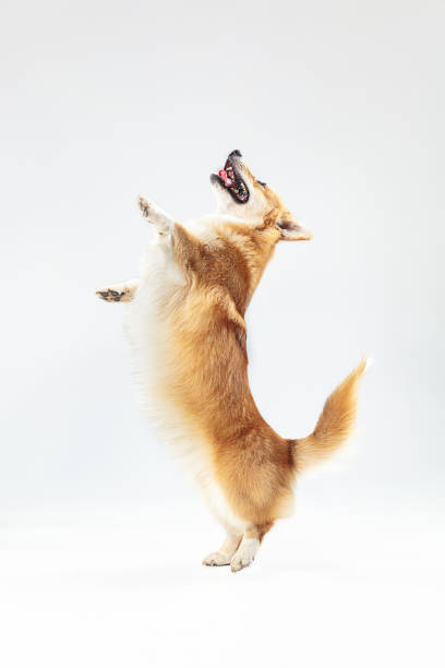 istock Studio shot of welsh corgi pembroke playing 1145206750