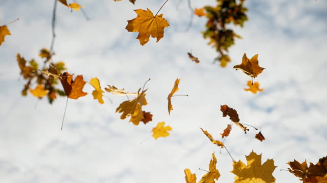 Camera following to yellow maple leaves falling to ground in autumn forest. Close up of bright foliage flying at sky background. Colorful fall season. Slow motion
