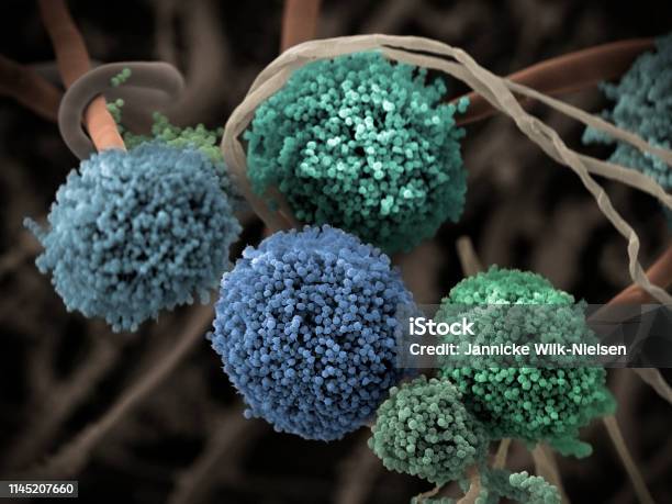 Fungus Sem Stock Photo - Download Image Now - Mycotoxin, Fungal Mold, Fungus