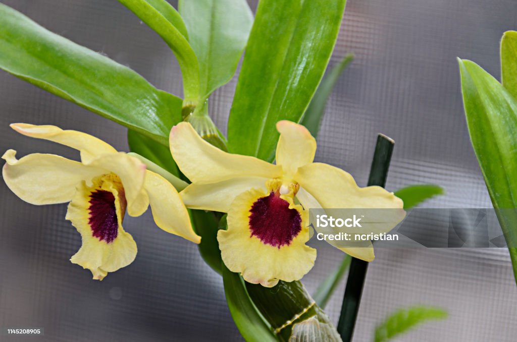 Foto de Flor Imperial Amarela Do Ramo Da Orquídea Dendrobium Frieda  Bratanata e mais fotos de stock de Beleza - iStock
