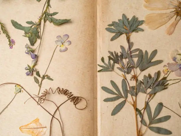 Beautiful dried flowers in notebook on old background