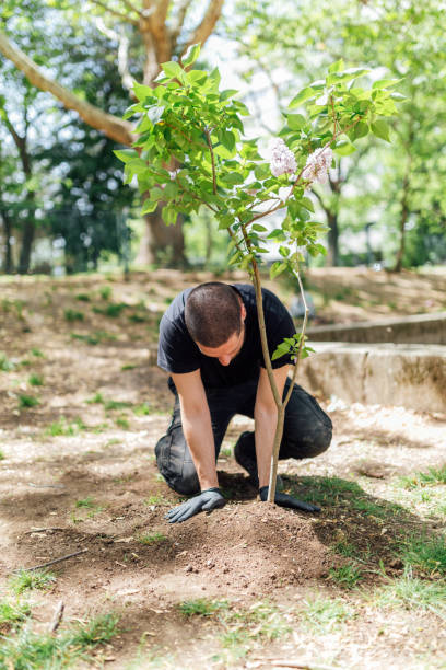 istock Earth Day, planting the trees 1145209596