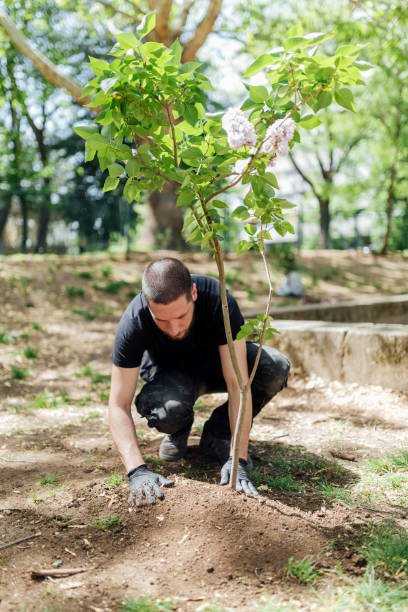 istock Earth Day, planting the trees 1145209618