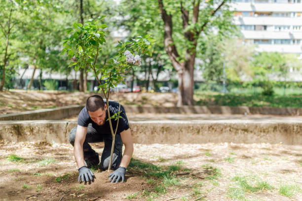 istock Earth Day, planting the trees 1145209623