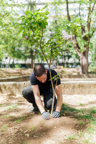 istock Earth Day, planting the trees 1145209632