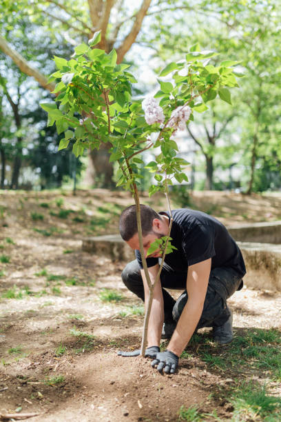 istock Earth Day, planting the trees 1145209638