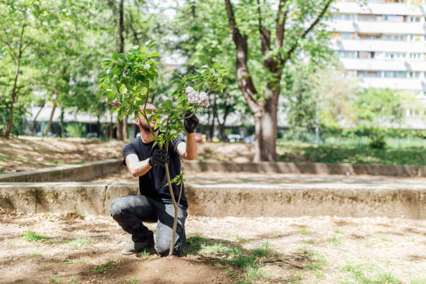 istock Earth Day, planting the trees 1145209660