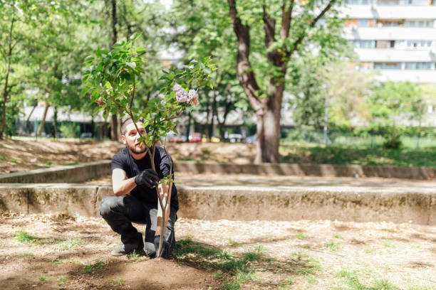 istock Earth Day, planting the trees 1145209666