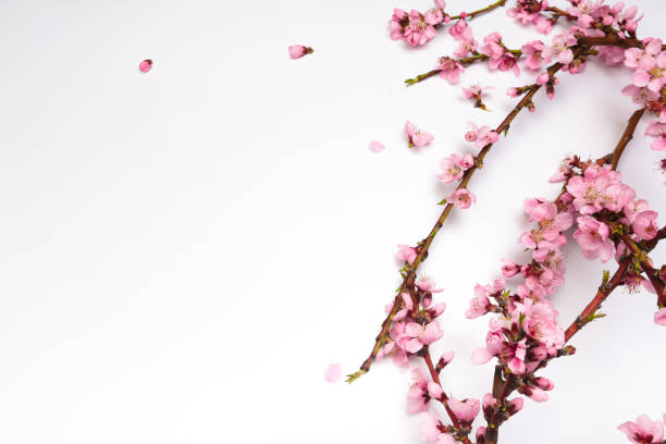 istock Peach blossom on pastel white background. Fruit flowers. - Image 1145209717