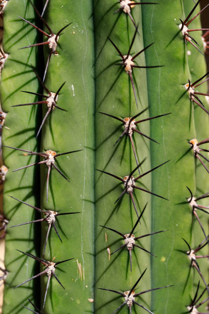 istock Close-up of big cactus exotic plant with sharp spine 1145209811