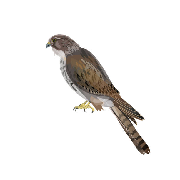 ilustrações de stock, clip art, desenhos animados e ícones de falcon vector illustration - eurasian buzzard