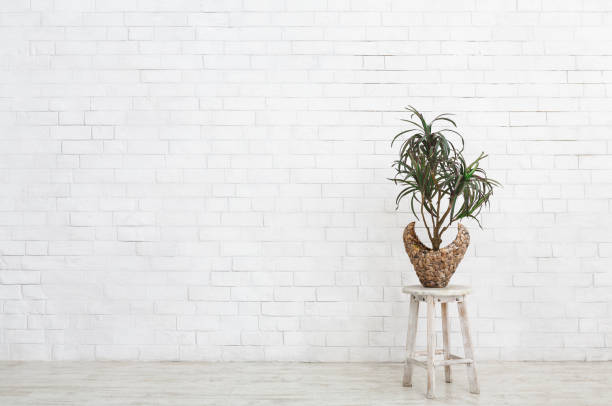 istock Mini houseplant palm in pot over white brick wall 1145214014