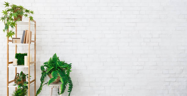 istock Bookshelf with evergreen plants over white wall 1145214017
