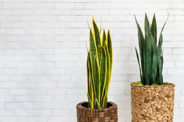 sansevieria trifasciata in töpfen über weißen backsteinwand - zwei lange schlangen stock-fotos und bilder