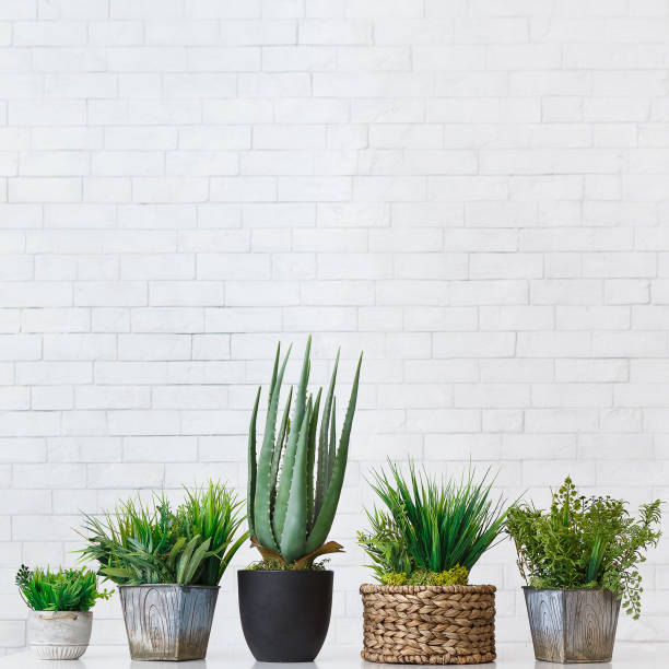 istock Various evergreen plants in pots over white wall 1145214052