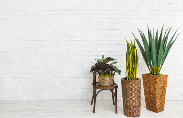 istock Houseplants and the chair over brick wall 1145214059