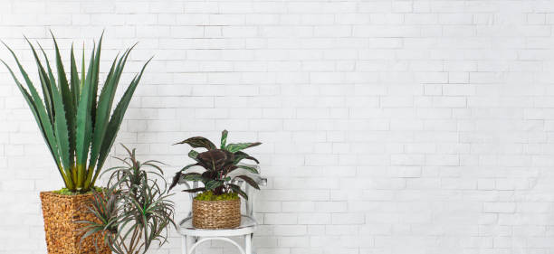 istock High aloe and other plants over white brick wall 1145214063