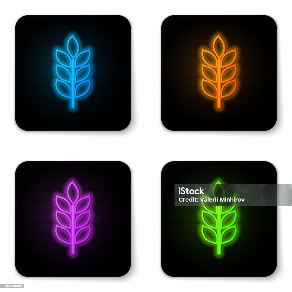 Glowing neon Cereals icon set with rice, wheat, corn, oats, rye, barley icon on white background. Ears of wheat bread symbols. Agriculture wheat symbol. Black square button. Vector Illustration Agriculture stock vector