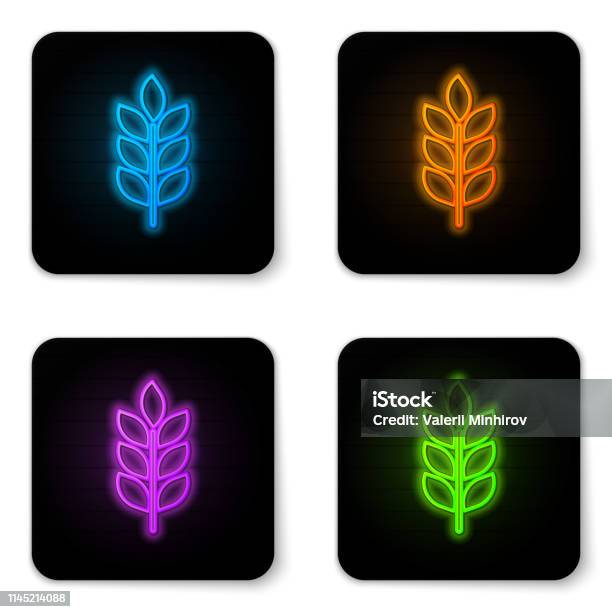 Glowing Neon Cereals Icon Set With Rice Wheat Corn Oats Rye Barley Icon On White Background Ears Of Wheat Bread Symbols Agriculture Wheat Symbol Black Square Button Vector Illustration Stock Illustration - Download Image Now