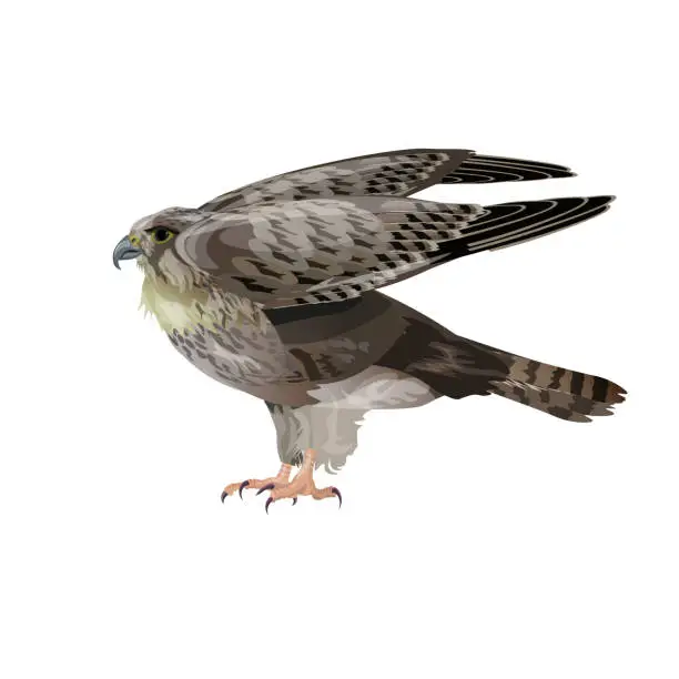 Vector illustration of Falcon spreading wings.