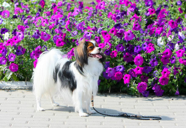 un cane si trova su uno sfondo di fiori viola. - meadow single lane road nature field foto e immagini stock