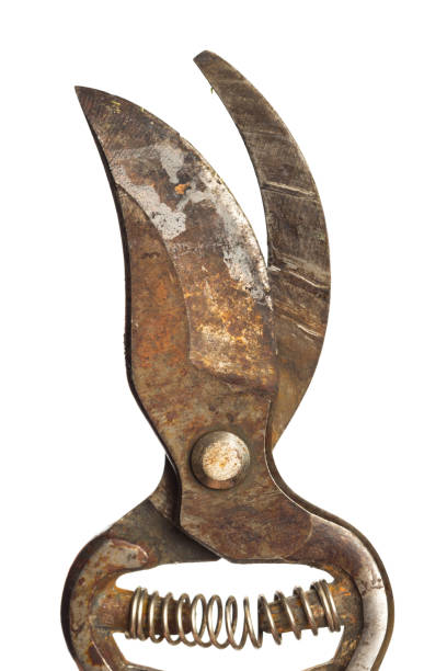 istock close up view garden tool pruner  isolated on white background - Image 1145215314