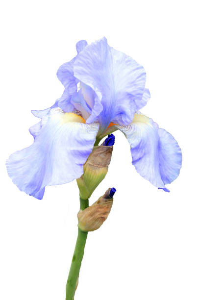 Fleur d’IRIS pallida - Photo