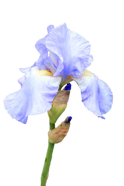 Iris pallida flower - fotografia de stock