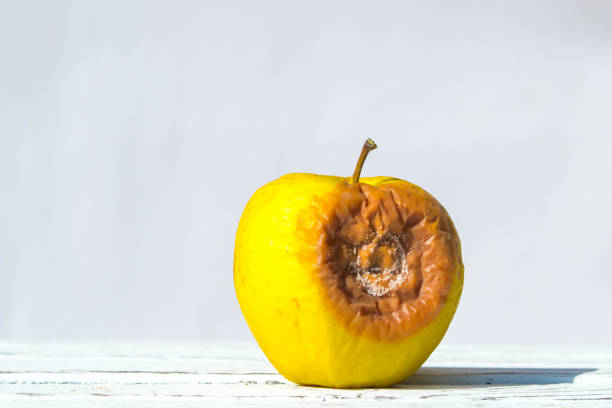 istock Rotten yellow apple closeup. 1145216984