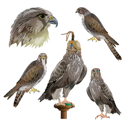 Birds of prey and falconry. Set of vector illustration isolated on white background.