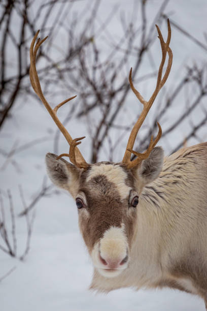 istock Front view at young reindeers head with antlers 1145218182