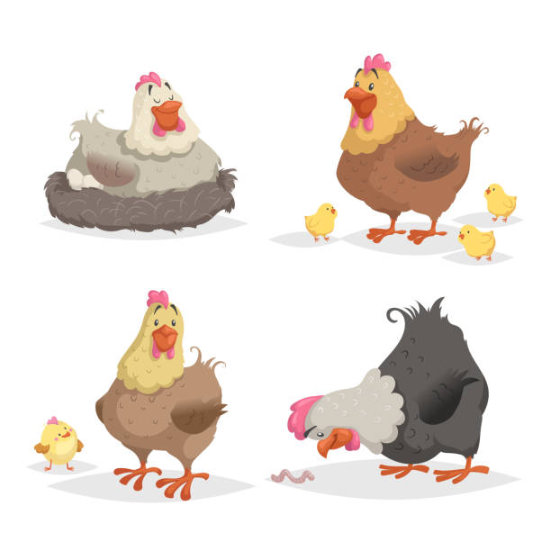 211 Laying Hen Illustrations & Clip Art - iStock | Egg laying hen