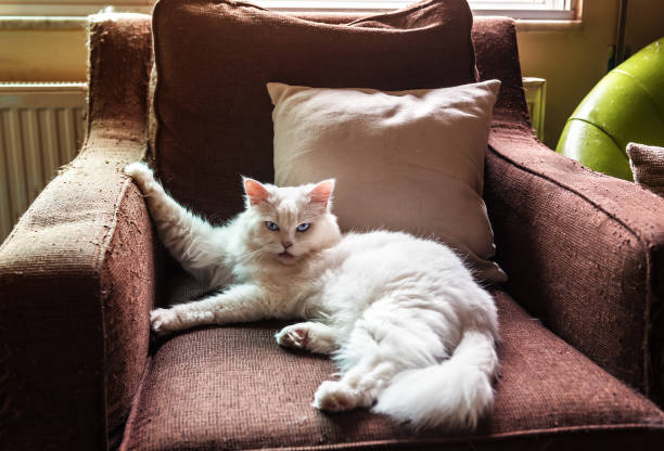 Studio shot of an adorable persian cat sitting on a vintage chair - isolated on white.