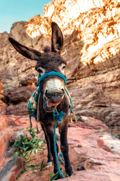 istock happy donkey in rocky mountains 1145221539