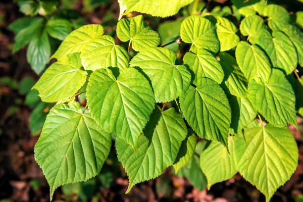 istock lush linden leaves texture 1145221755