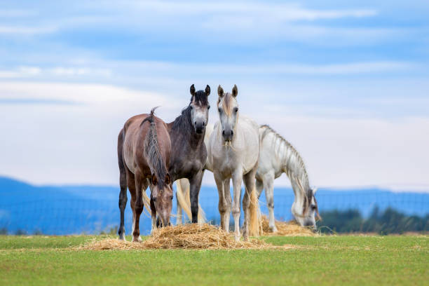 Group of young horses eating hay on pasture in summertime