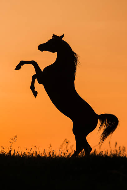 istock Silhouette of a horse in sunset 1145221807