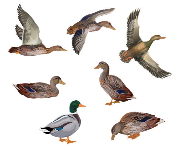 Set of mallard ducks Set of mallard ducks in different poses. Vector illustration isolated on the white background drake male duck illustrations stock illustrations