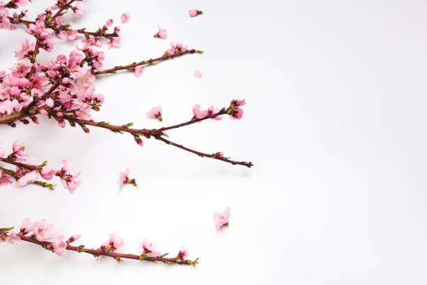 istock Peach blossom on pastel white background. Fruit flowers. - Image 1145222276