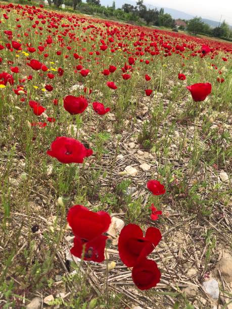 istock poppy field beautiful flowers 1145223783