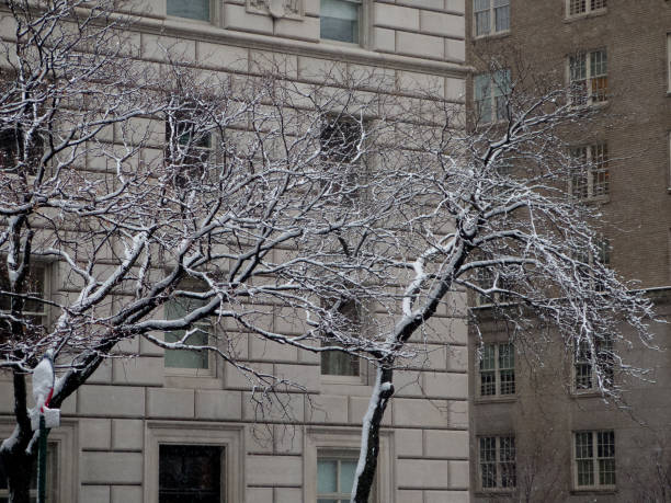 istock trees covered in snow outside The Met, NYC, USA 1145225384